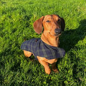 Flannel Dog Coat