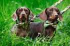 Dapper Dog Accessories