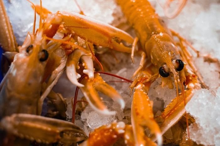 Live Lobsters, Crabs and Langoustines