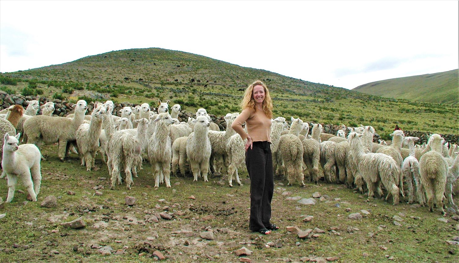 Samantha Holmes Alpaca