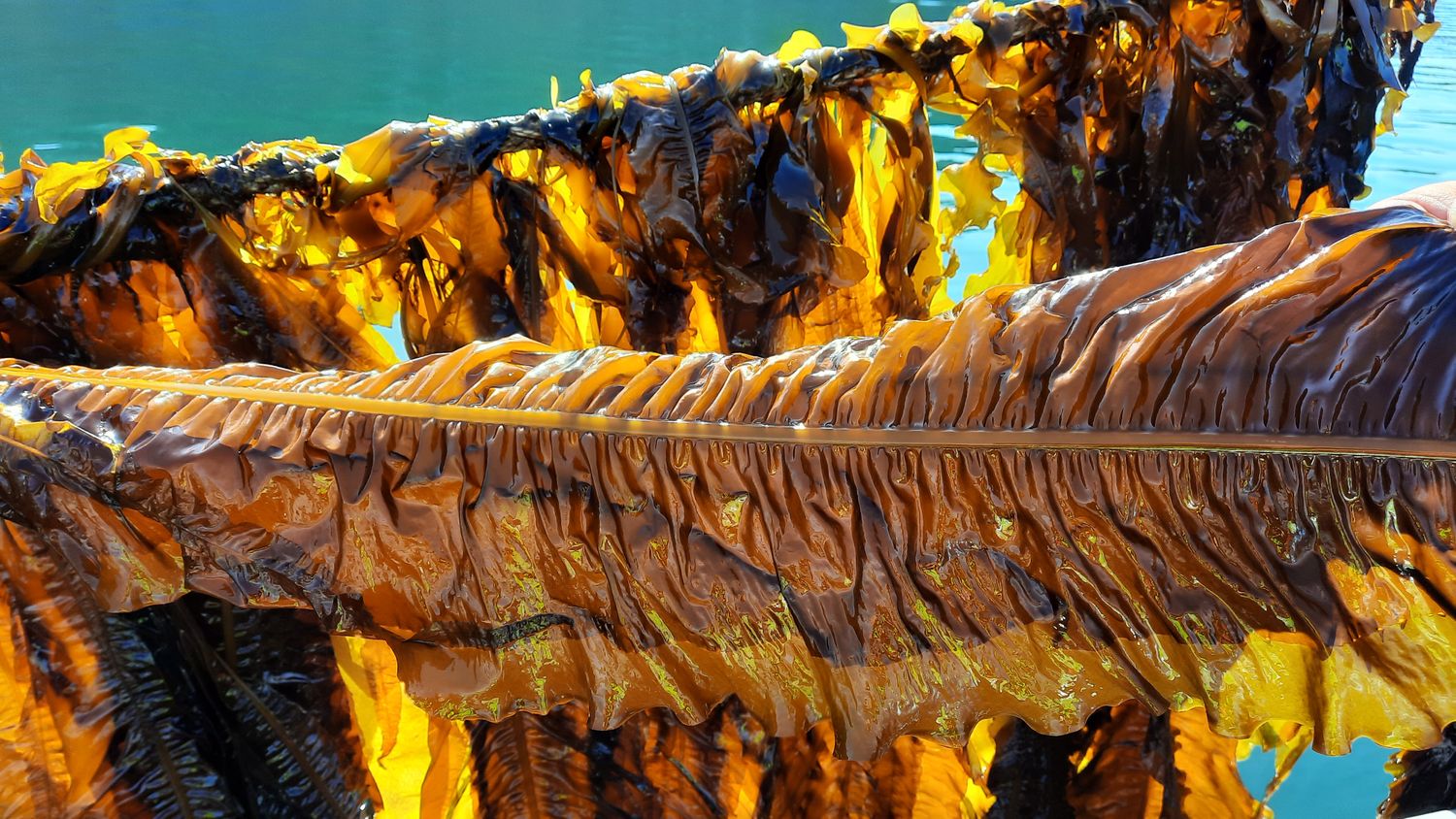 Seaweed Farming Scotland