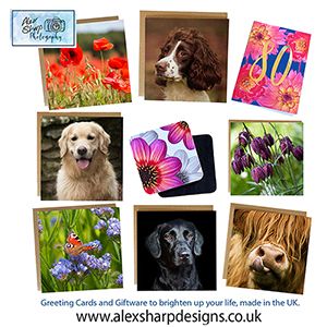 Greeting cards