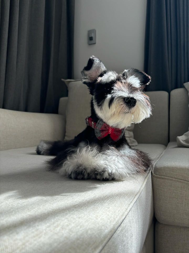 Harris Tweed Bow Tie Dog Collar - Checks