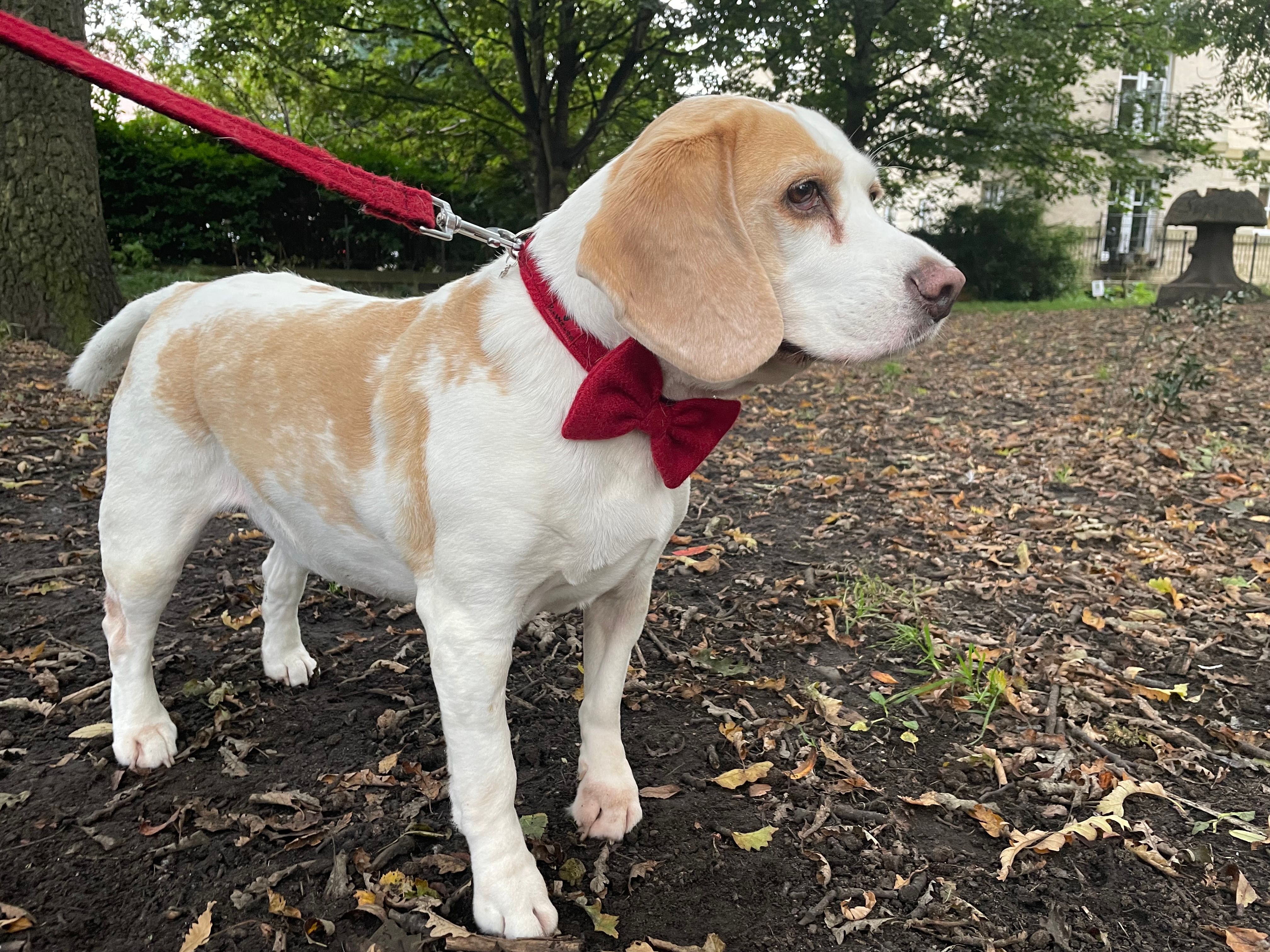 Harris Tweed Bow Tie Dog Collar- Block colours