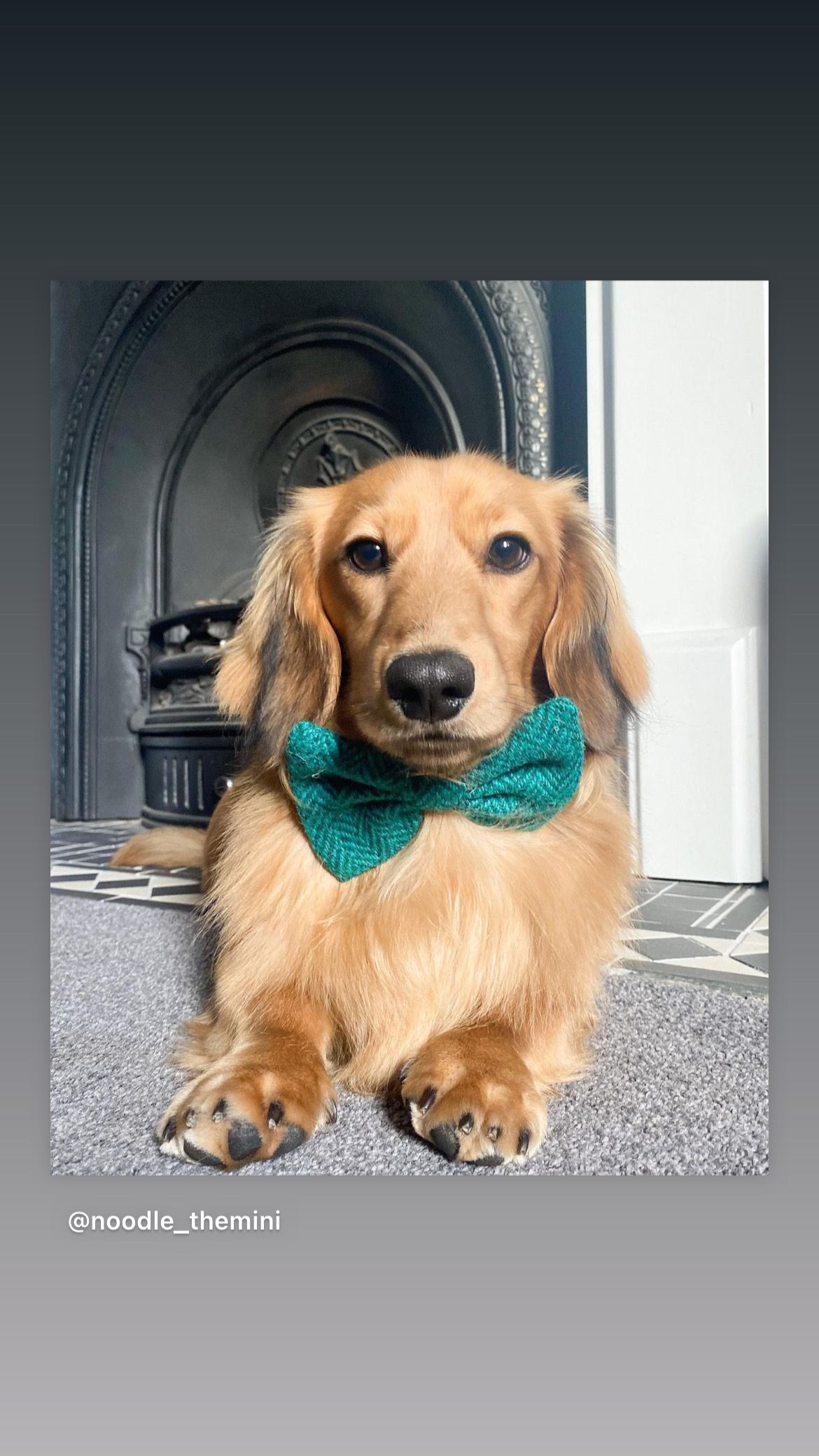 Harris Tweed Bow Tie Dog Collar - Herringbone