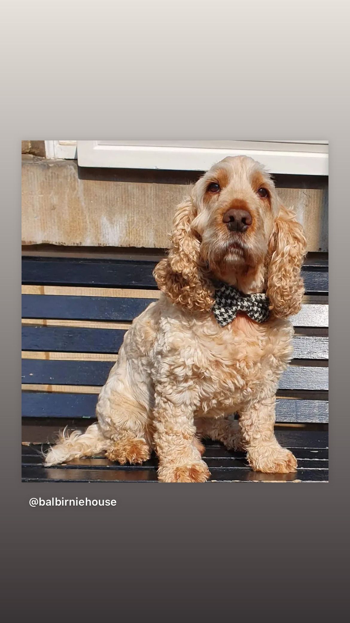 Harris Tweed Bow Tie Dog Collar- Houndstooth