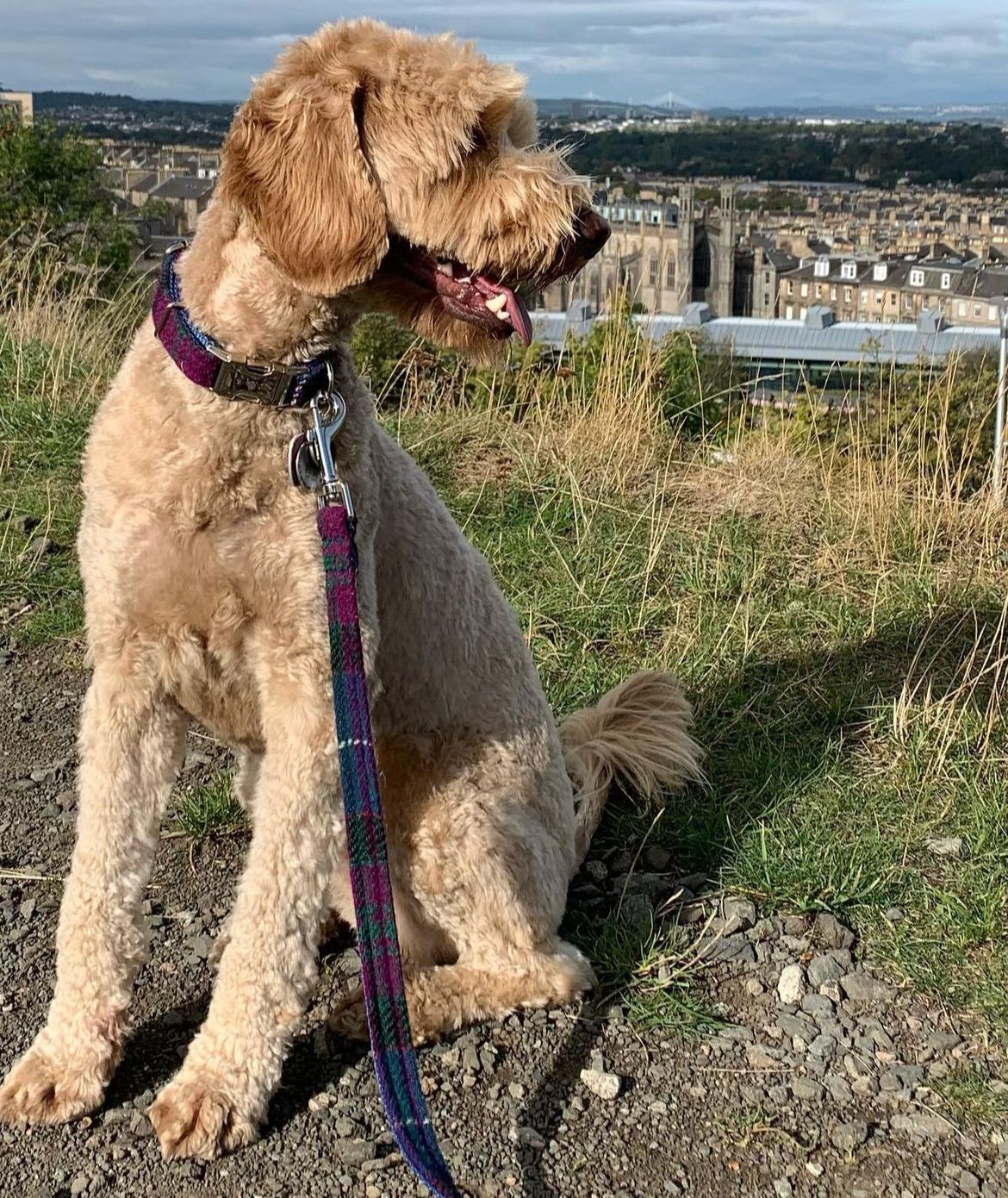 Harris Tweed Dog Collar - Checks & Tartans