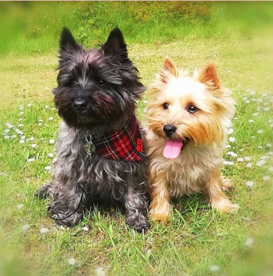 Harris Tweed Dog Bandana