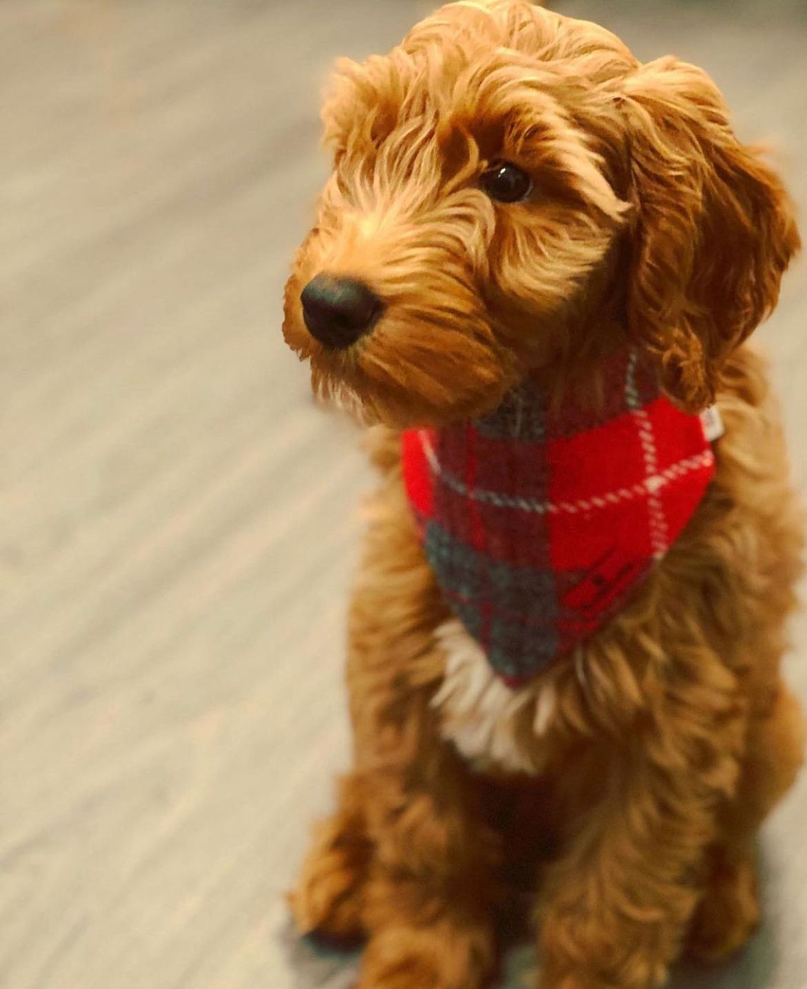 Bowzos dog collars top