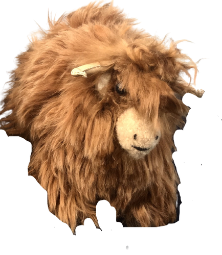 Highland cow