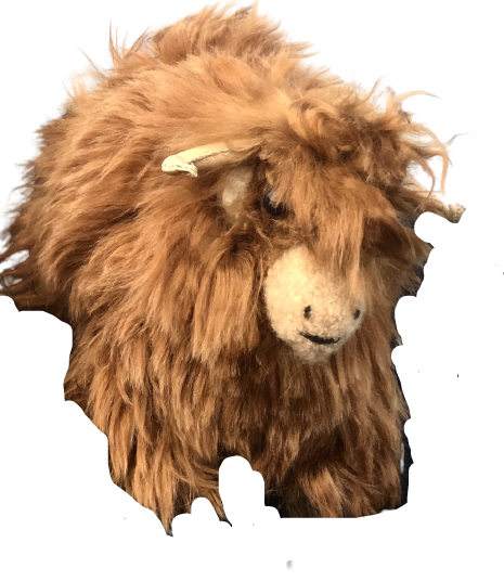 Highland cow