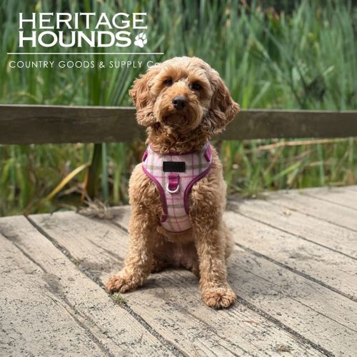 Pet Accessories