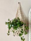 Ivory Plant Basket (Small)