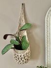 Ivory Plant Basket (Large)