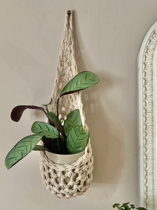 Ivory Plant Basket (Large)