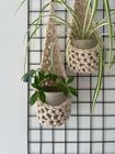 Ivory Plant Basket (Large)