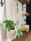 Ivory Cotton Plant Hanger