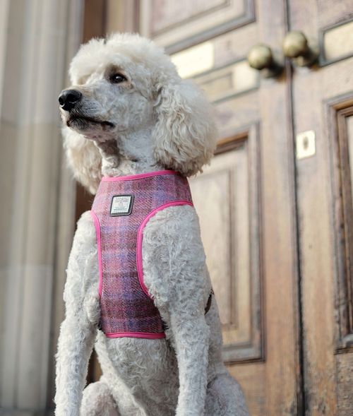 Harris Tweed Pet Products