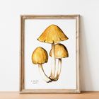 Poisonous Mushroom Watercolour Prints