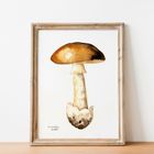 Poisonous Mushroom Watercolour Prints