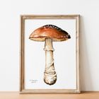 Poisonous Mushroom Watercolour Prints