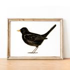 Bird Watercolour Prints - Horizontal