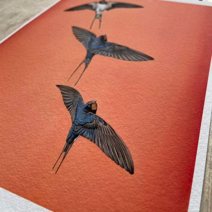 Wildlife Prints