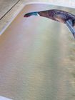 Wildlife Prints