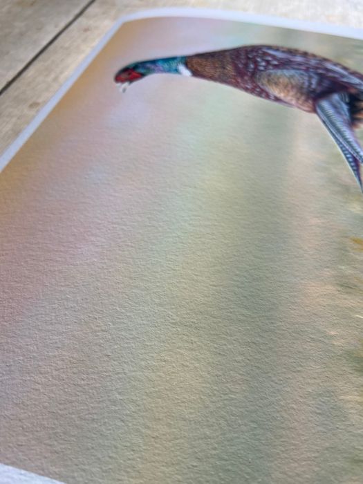 Wildlife Prints