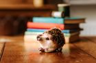 CKC Needle Felting Kits