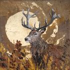 'Caledonian' Show Bundle