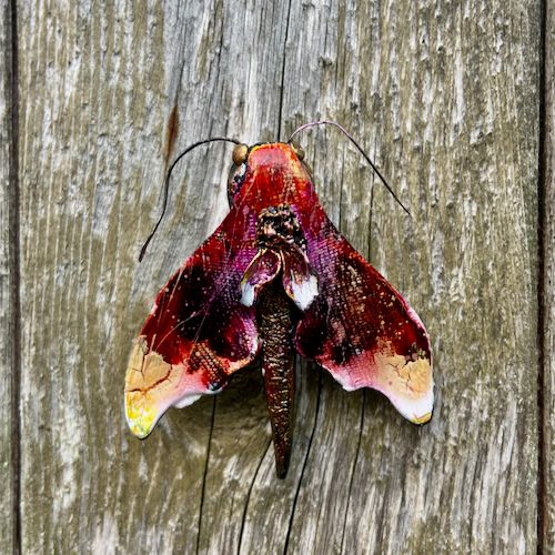 Hawk Moth Brooches