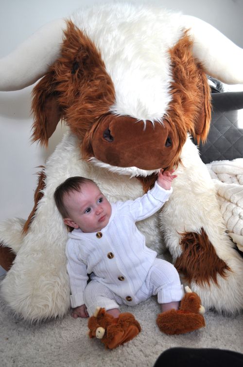 New for 2025 - Extra Large Cows