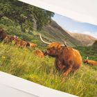 Fine Art Prints
