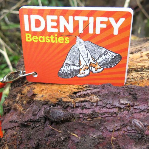 IDENTIFY Minibeasts and Trees