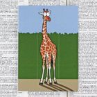 Tall Tales