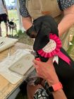PET PAW PRINT KITS