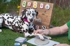 PET PAW PRINT KITS