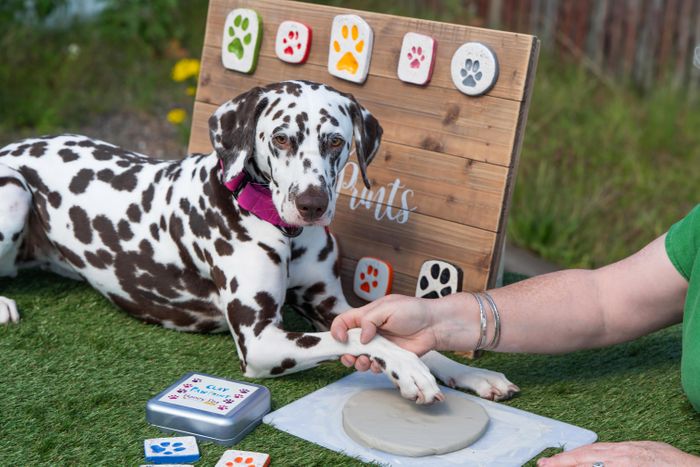 PET PAW PRINT KITS