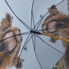 Umbrellas - New product for 2026 trade