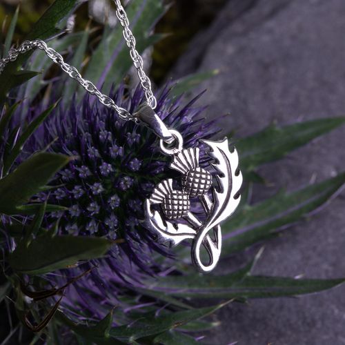 Scottish Thistle