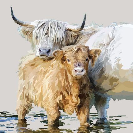 126C highland calf