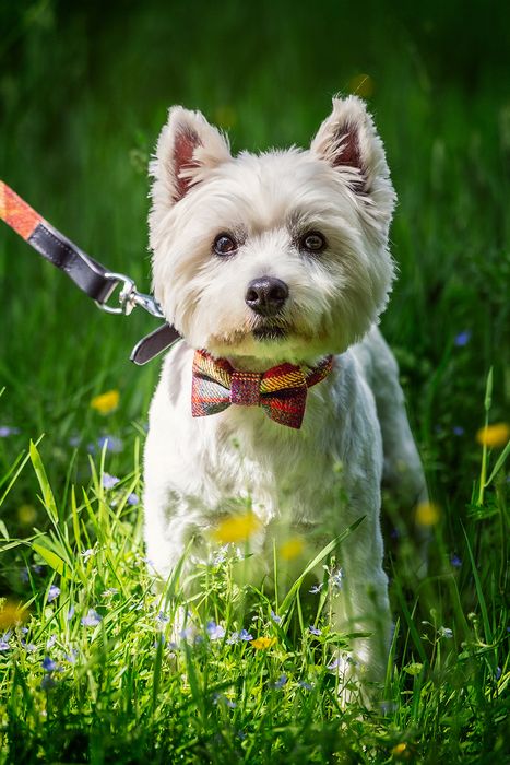 Dapper Dog Accessories