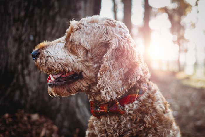 Dapper Dog Accessories