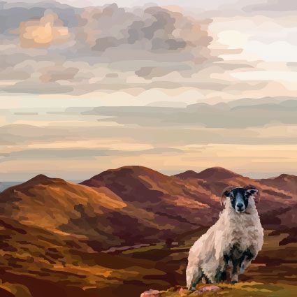 341C blackface sheep