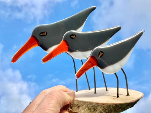 3 Oyster Catchers