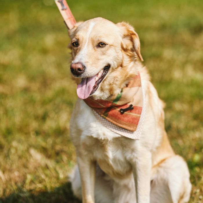 Pet Accessories