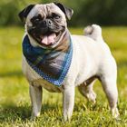 Pet Accessories
