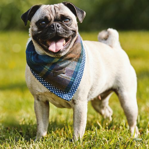 Pet Accessories