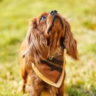 Pet Accessories